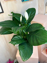 Potted Peace Lily