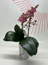 Potted Phalaenopsis Orchid