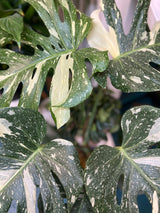 Foliage Plants