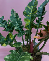 Foliage Plants