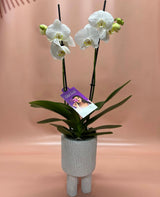 Potted Phalaenopsis Orchid