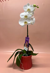 Potted Phalaenopsis Orchid