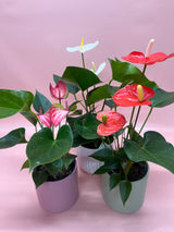 Potted Plant Anthurium