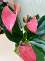 Small Potted Anthurium