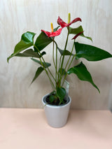 Small Potted Anthurium