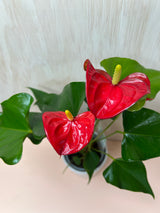 Small Potted Anthurium