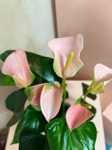 Small Potted Anthurium