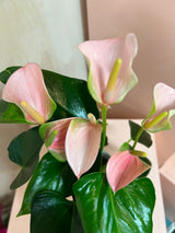 Small Potted Anthurium