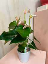Small Potted Anthurium
