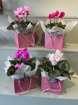 Flowering Indoor Plants