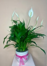 Flowering Indoor Plants