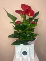 Flowering Indoor Plants