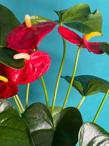Flowering Indoor Plants