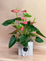 Flowering Indoor Plants