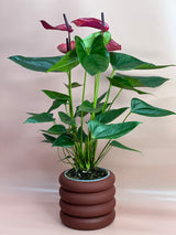 Flowering Indoor Plants