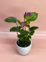 Flowering Indoor Plants