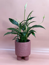 Flowering Indoor Plants