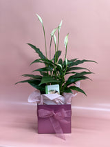 Flowering Indoor Plants
