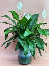 Flowering Indoor Plants