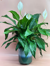 Flowering Indoor Plants