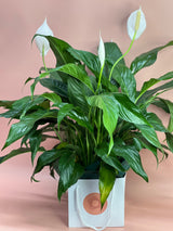 Flowering Indoor Plants