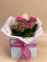 Flowering Indoor Plants