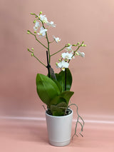 Flowering Indoor Plants