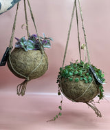 Flowering Indoor Plants