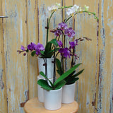 Potted Phalaenopsis Orchid