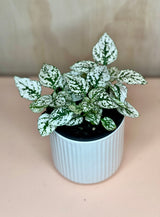 Small Hypoestes and Fittonia