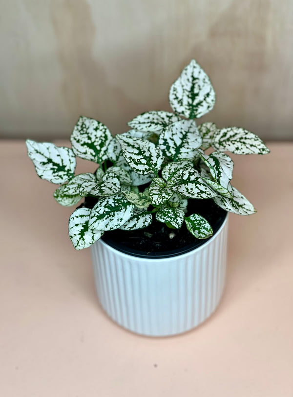 Small Hypoestes