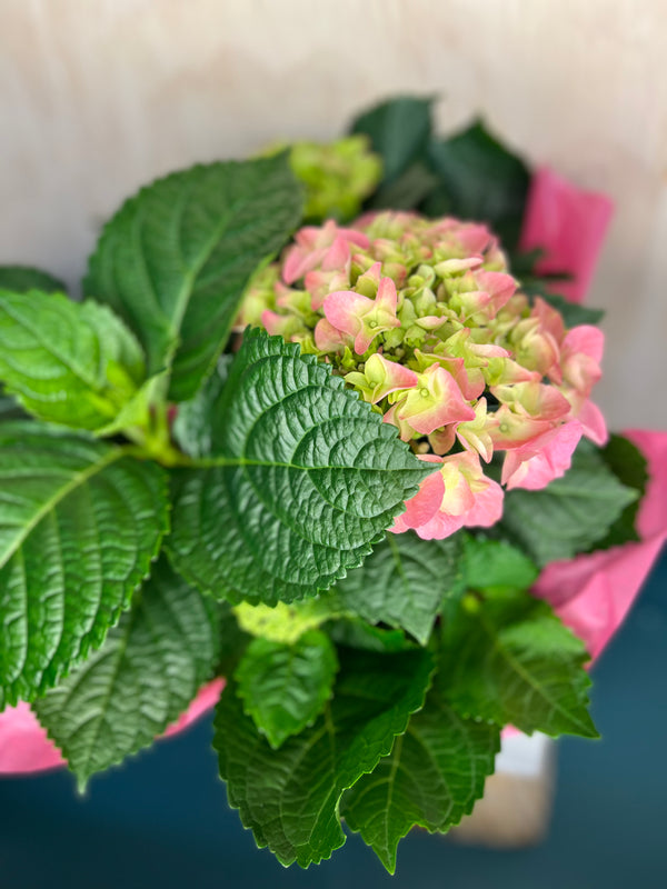 Hydrangea Plants