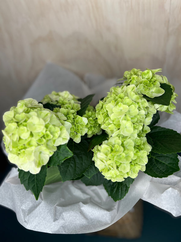 Hydrangea Plants