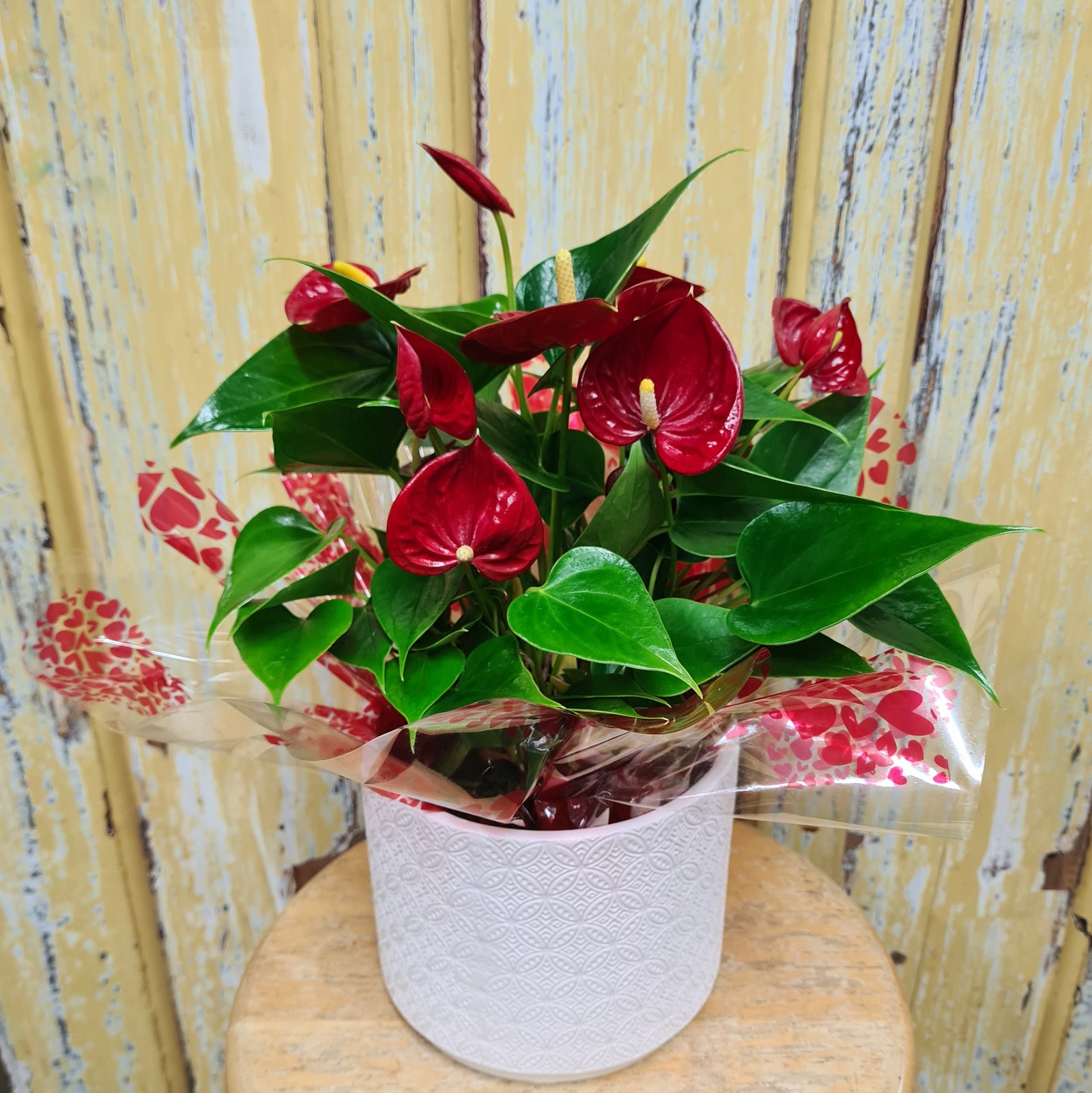 anthurium nz Potted Plant Anthurium – Flowers On Pollen