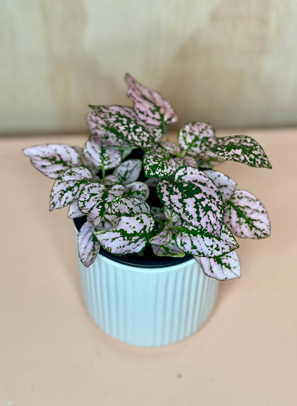 Small Hypoestes