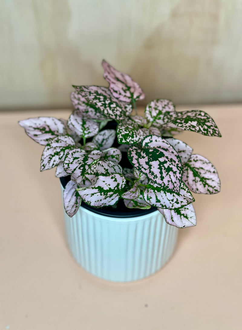 Small Hypoestes and Fittonia