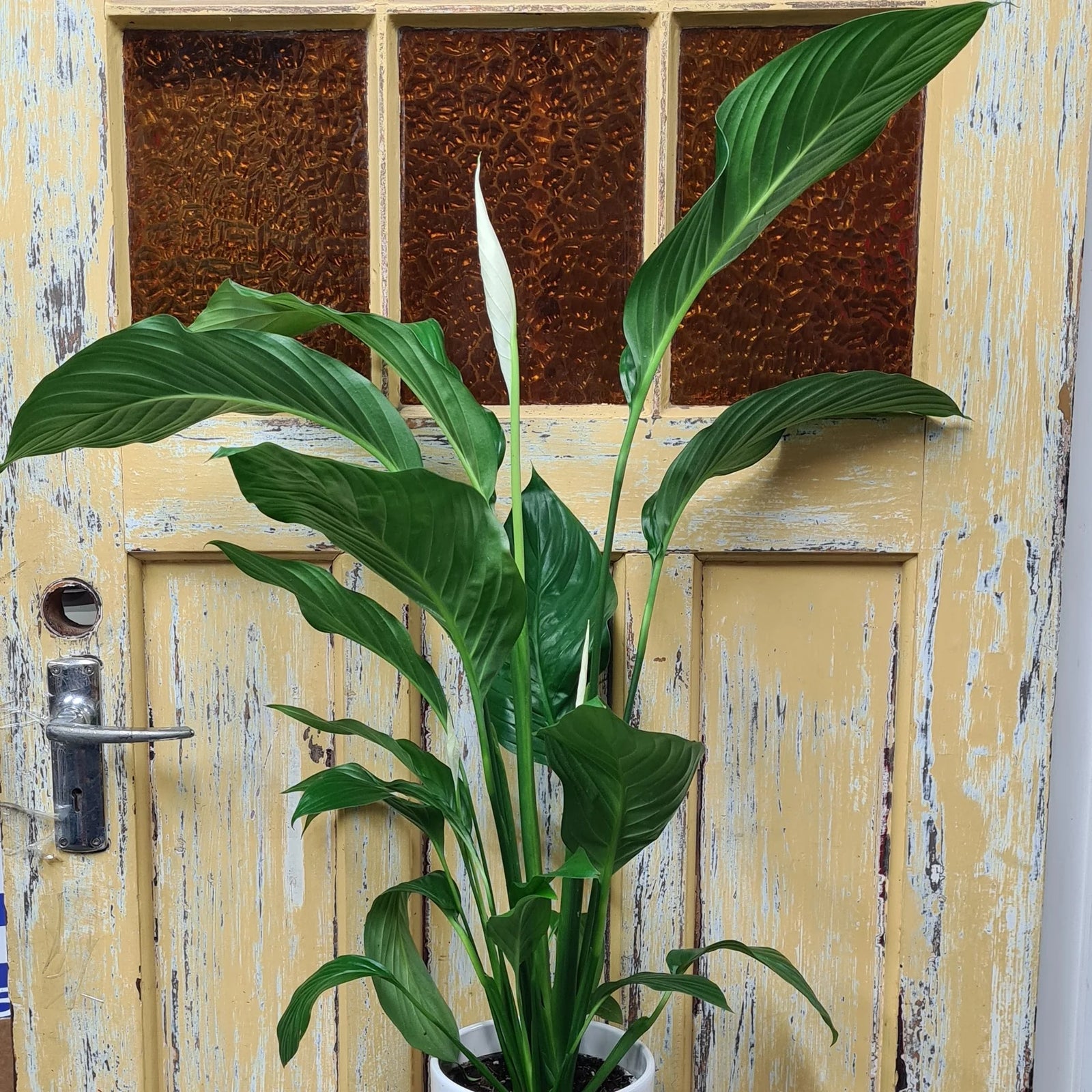 peace lily nz Potted Peace Lily – Flowers On Pollen