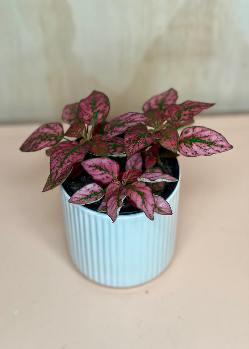 Small Hypoestes and Fittonia