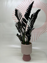 Foliage Plants