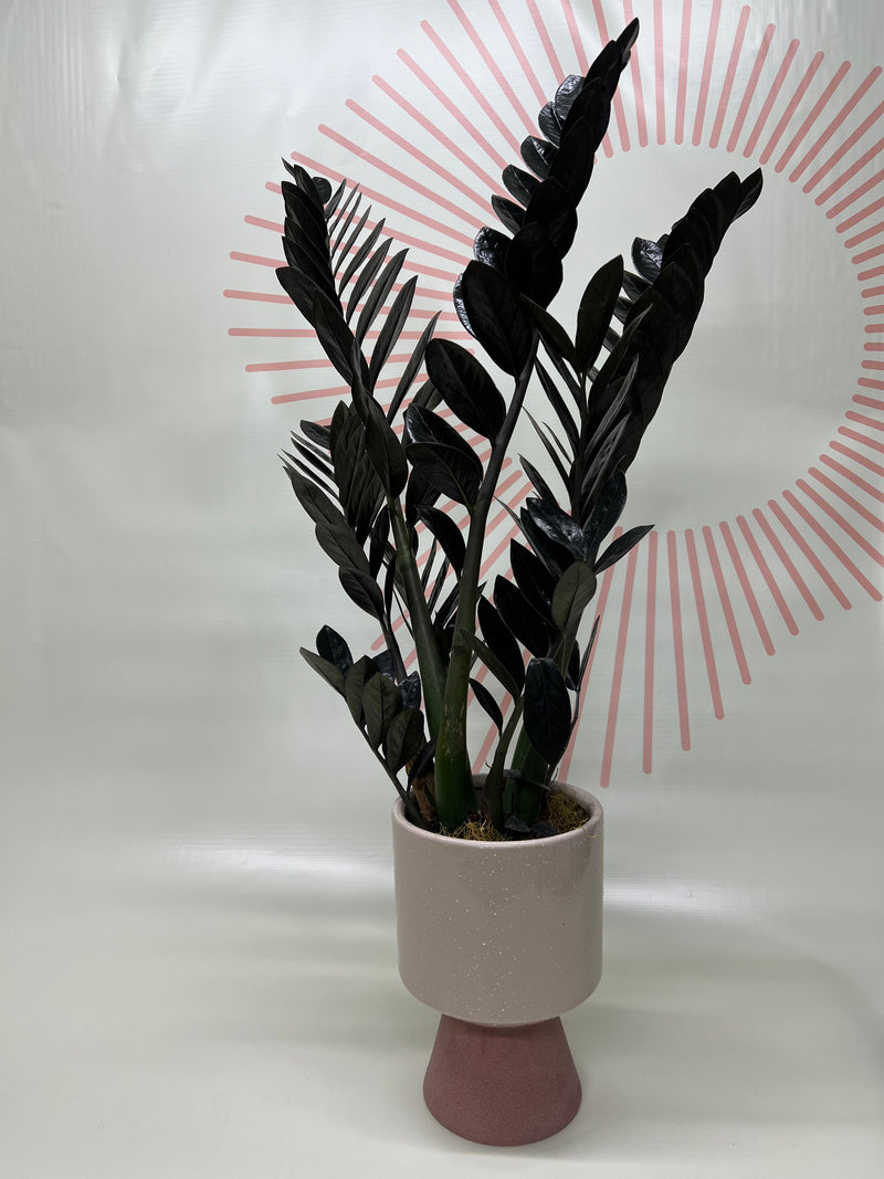 Foliage Plants