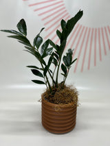 Foliage Plants