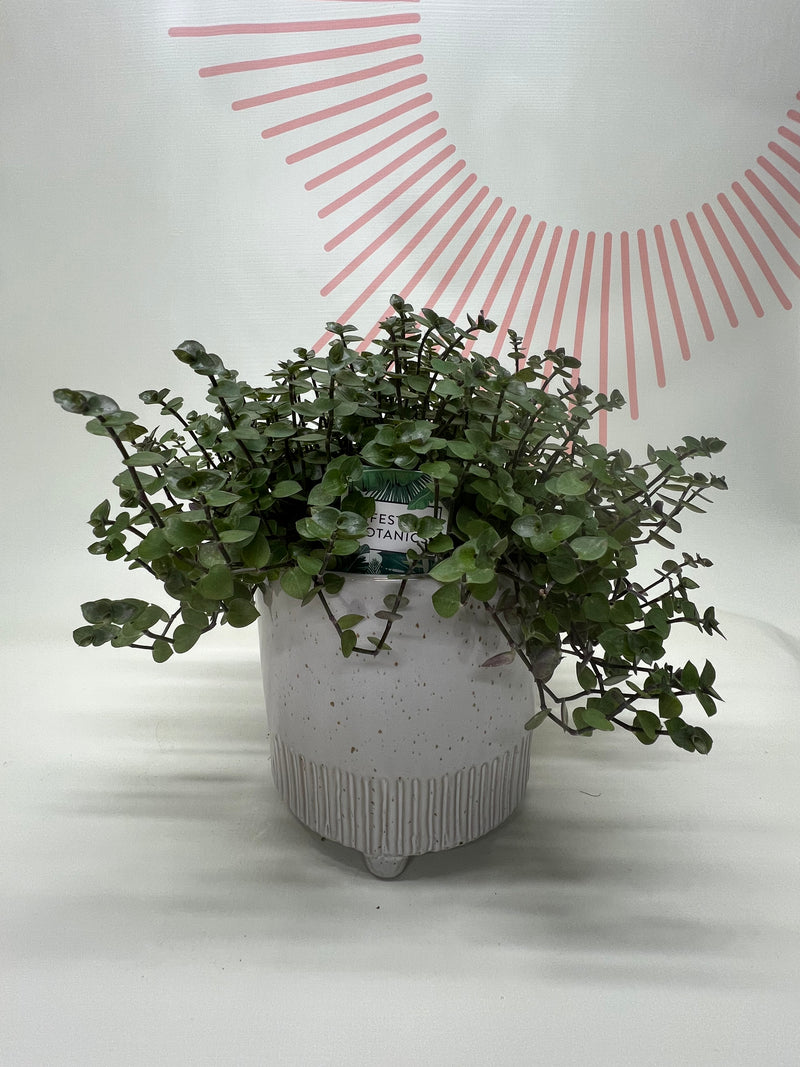 Foliage Plants
