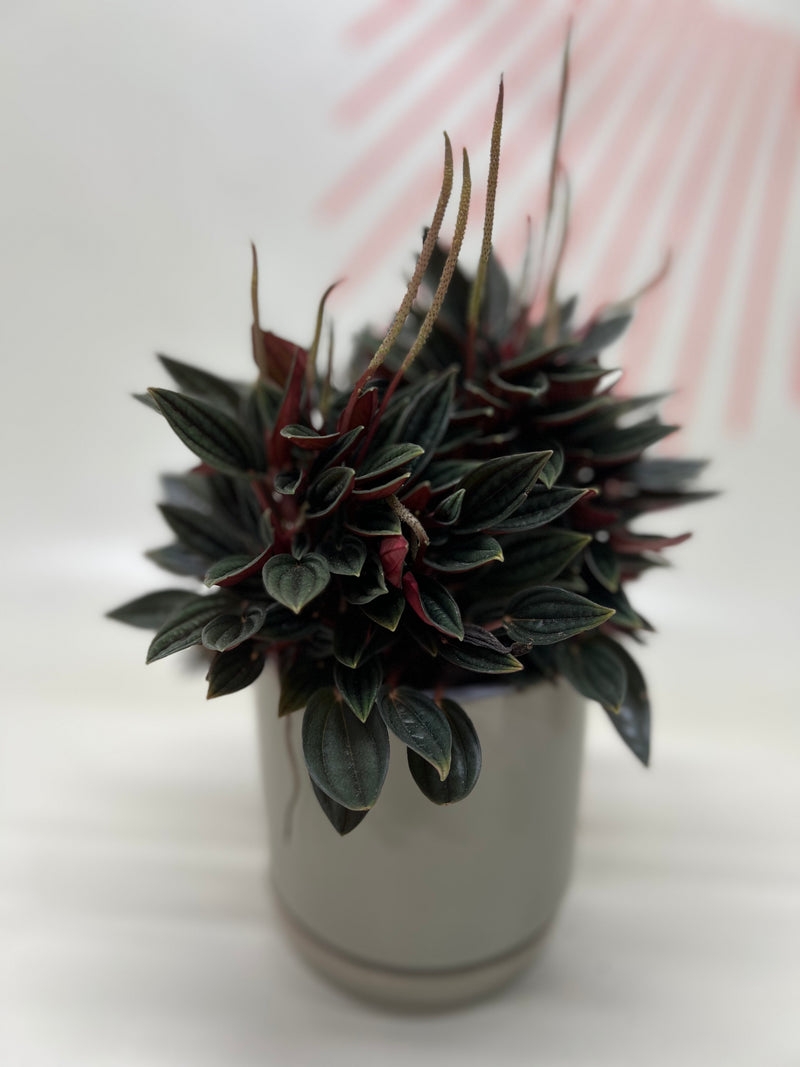 Foliage Plants
