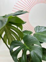 Foliage Plants