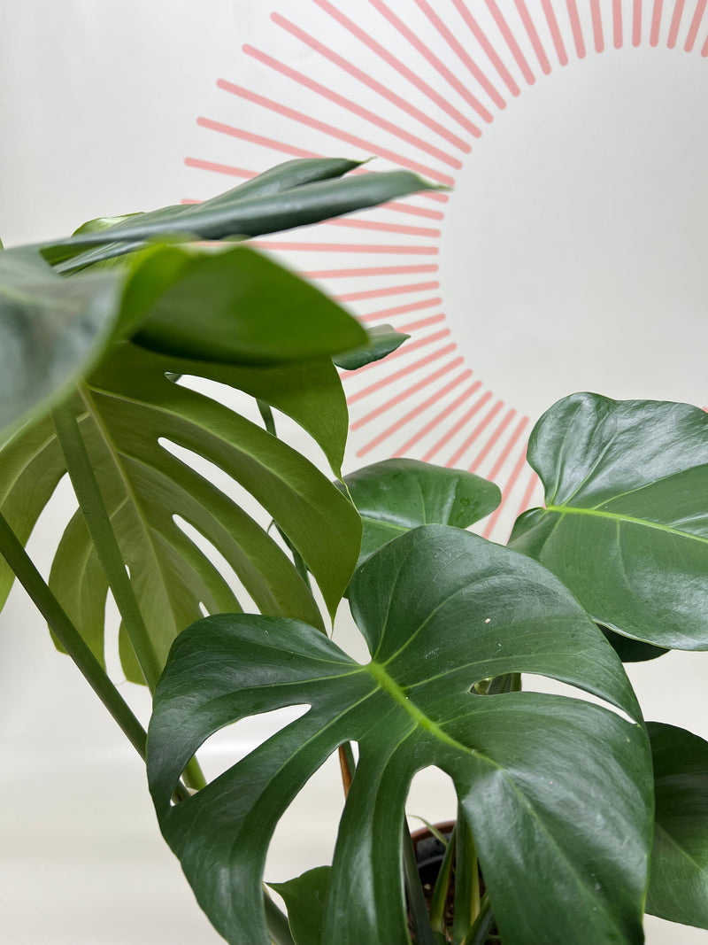 Foliage Plants