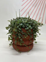 Foliage Plants