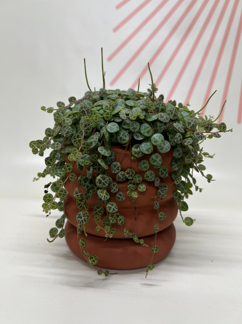 Foliage Plants