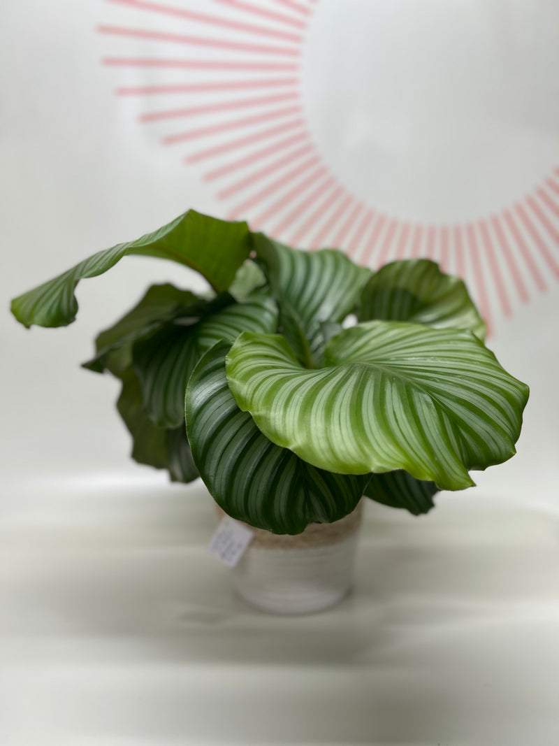 Foliage Plants