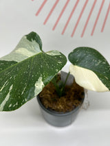 Foliage Plants
