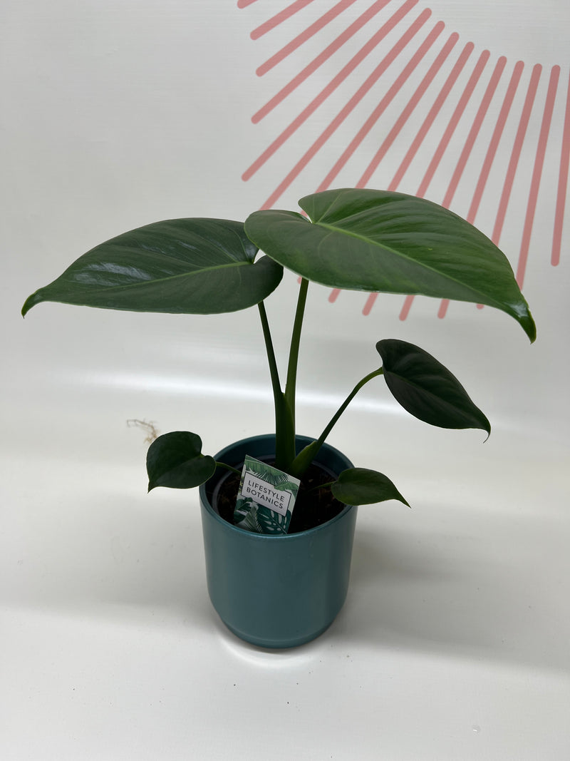 Foliage Plants